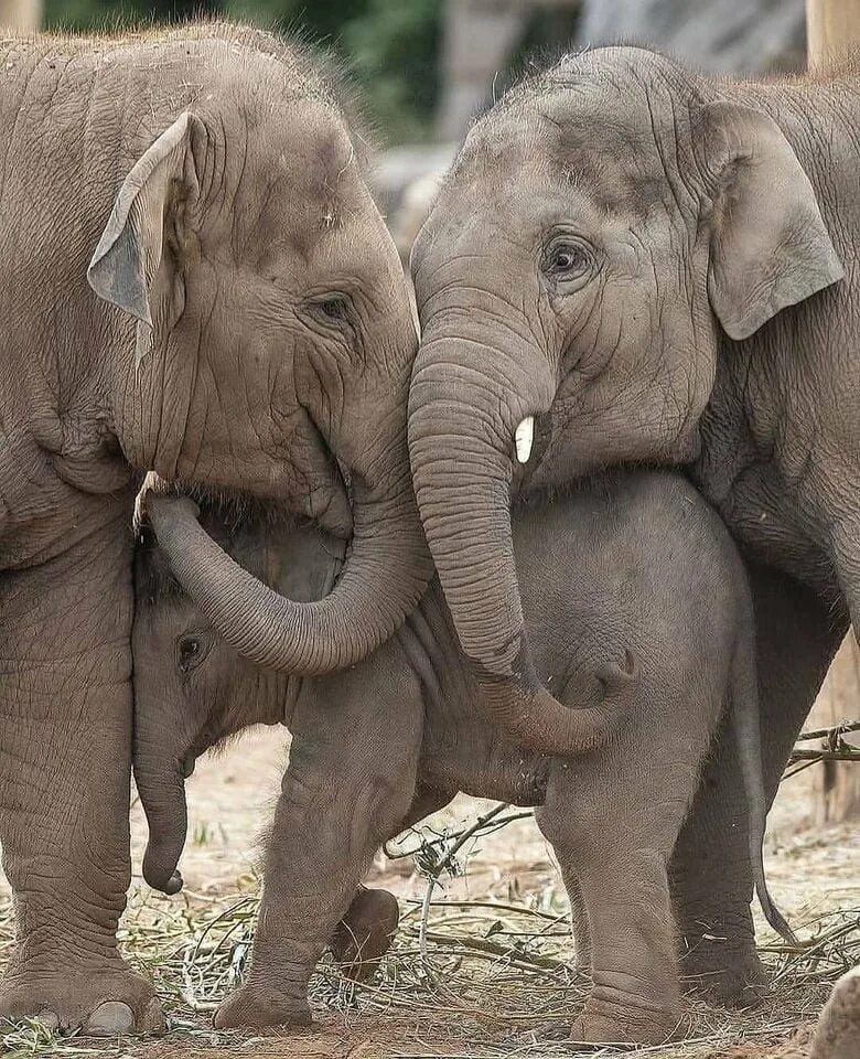 Слоник жив. Семья слонов. Стадо слонов. Слониха со слоненком. Красивые слоны.