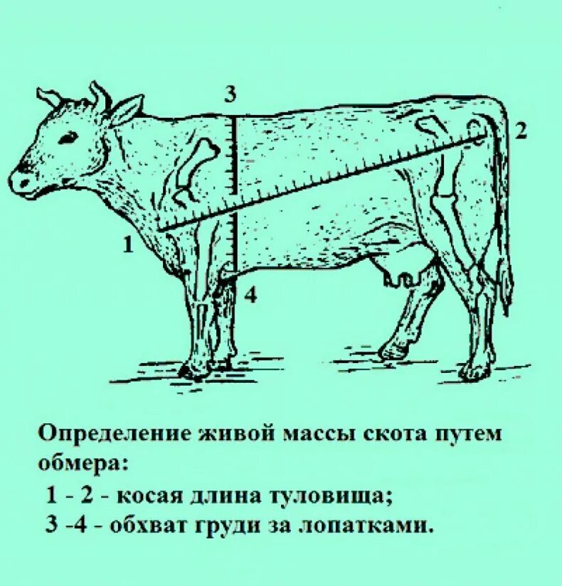 Можно ли считать крупный рогатый скот промежуточным. Таблица замера КРС живым весом Быков. ОБХВАТГРУДИ замер вивого веса КРС. Как измерить живой вес Быков. Схема промеров КРС.