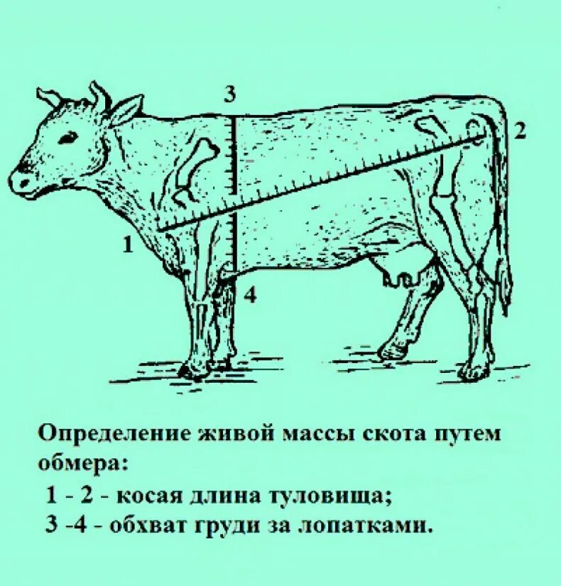 Живой вес теленка. Таблица замера КРС живым весом Быков. ОБХВАТГРУДИ замер вивого веса КРС. Как измерить живой вес Быков. Схема промеров КРС.