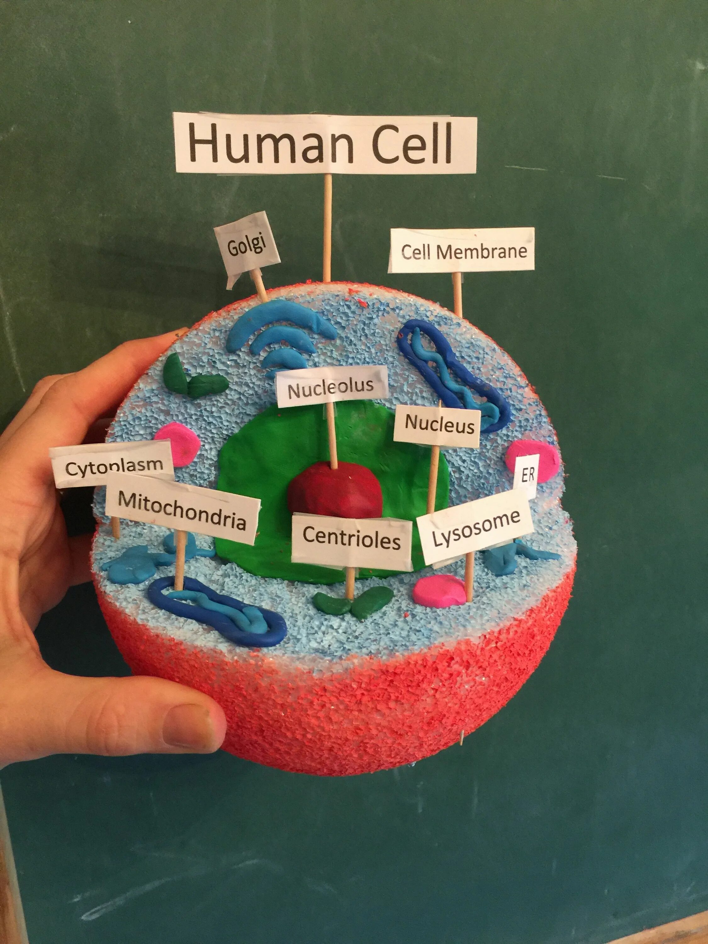 Cell project