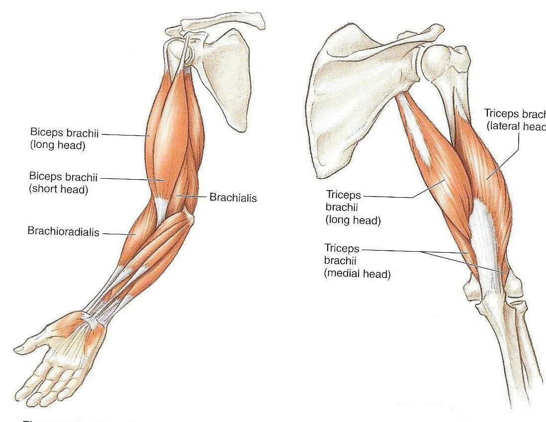 Мышцы руки анатомия бицепс трицепс. Трехглавая мышца плеча анатомия. Анатомия мышц рук брахиалис. Бицепс плеча анатомия мышцы.