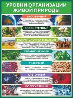 Таблица уровни организации живой природы 10 класс