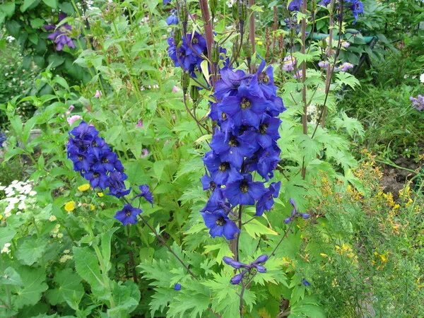 дельфиниум саженцы