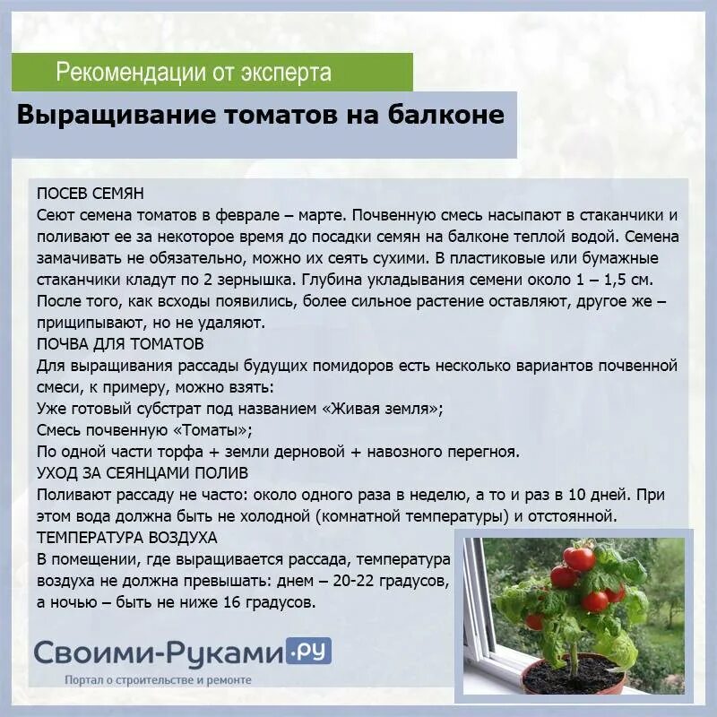 Подкормка для огурцов и помидоров. Удобрение помидор на лоджии. удобрение для томатов балконных.. подкормка для балконных огурцов и помидоров. садим рассаду помидоры на лоджии.