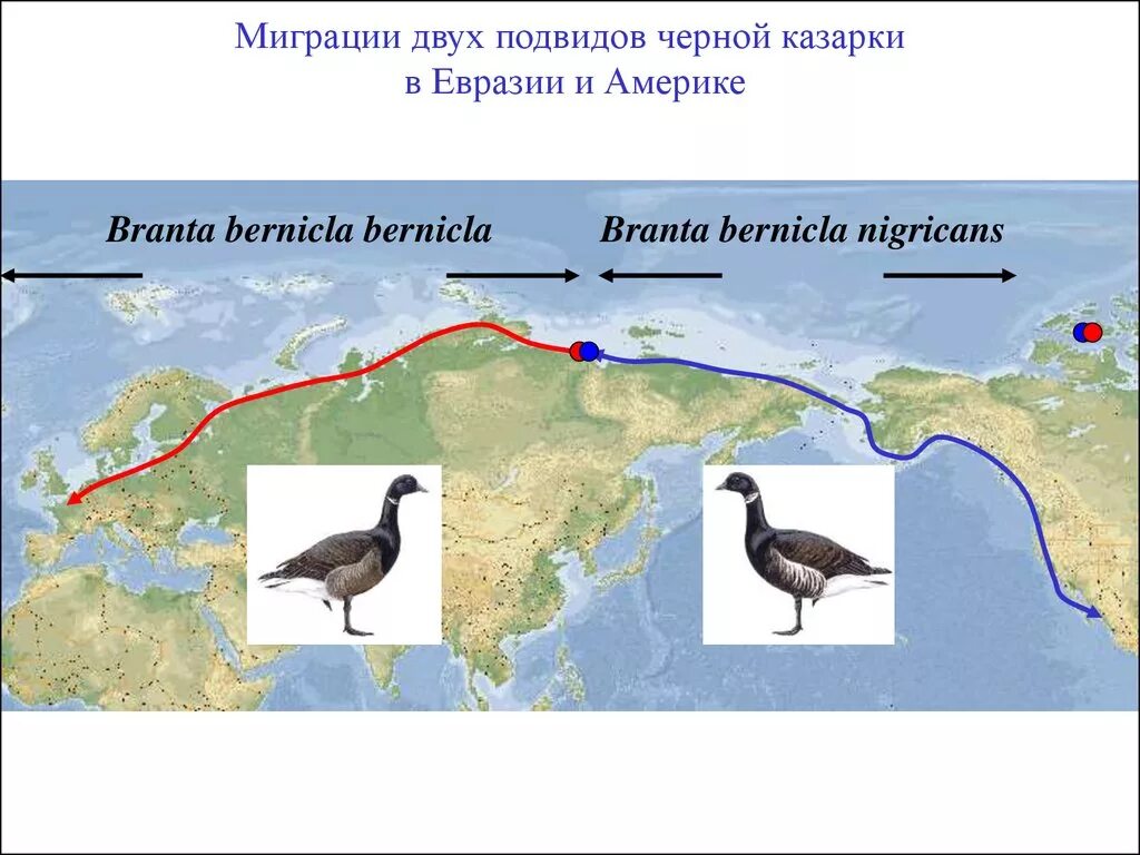 Гусь длительные миграции. Белощекая казарка пути миграции. миграция белощеких казарок карта. краснозобая казарка миграция.