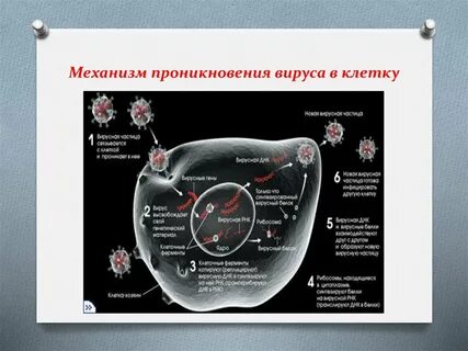 Какие вирусы проникают в клетку