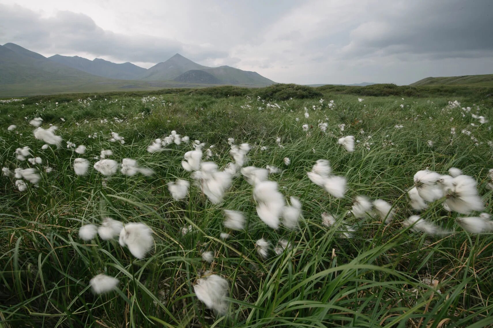 Средняя субарктическая тундра. Тундра бит. Тундра бит. Заповедник остров врангеля флора. Панские тундры мурманская область.