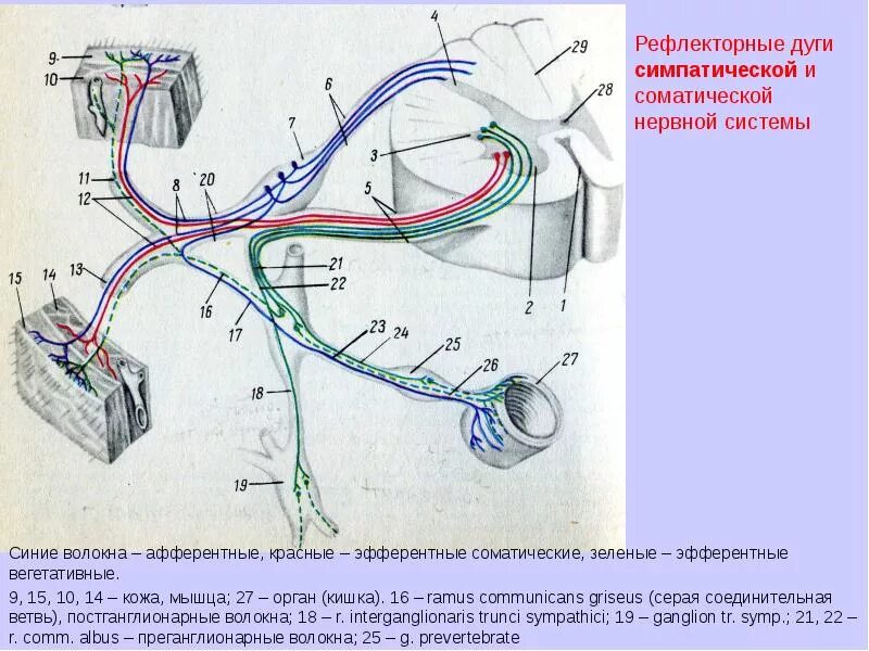 Иннервация и рефлексы. Дуга вегетативного симпатического рефлекса. Парасимпатическая нервная система дуга. Рефлекторная дуга симпатической ВНС. Симпатическая рефлекторная дуга схема.