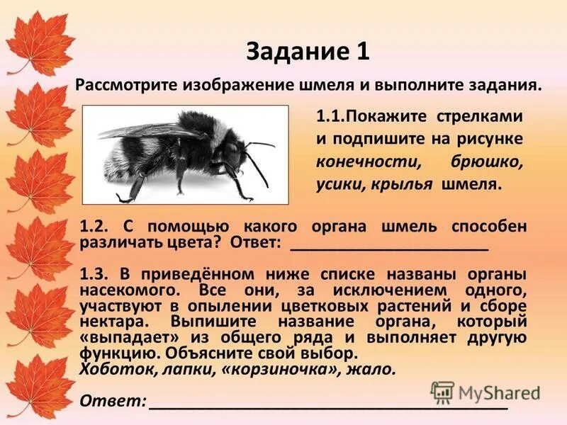 В приведенном ниже списке названы органы растения. Органы шмеля. С помощью какого органа Шмель способен различить цвета. Шмель картинка с описанием. С помощью каких органов пчёлы способны различать цвета.