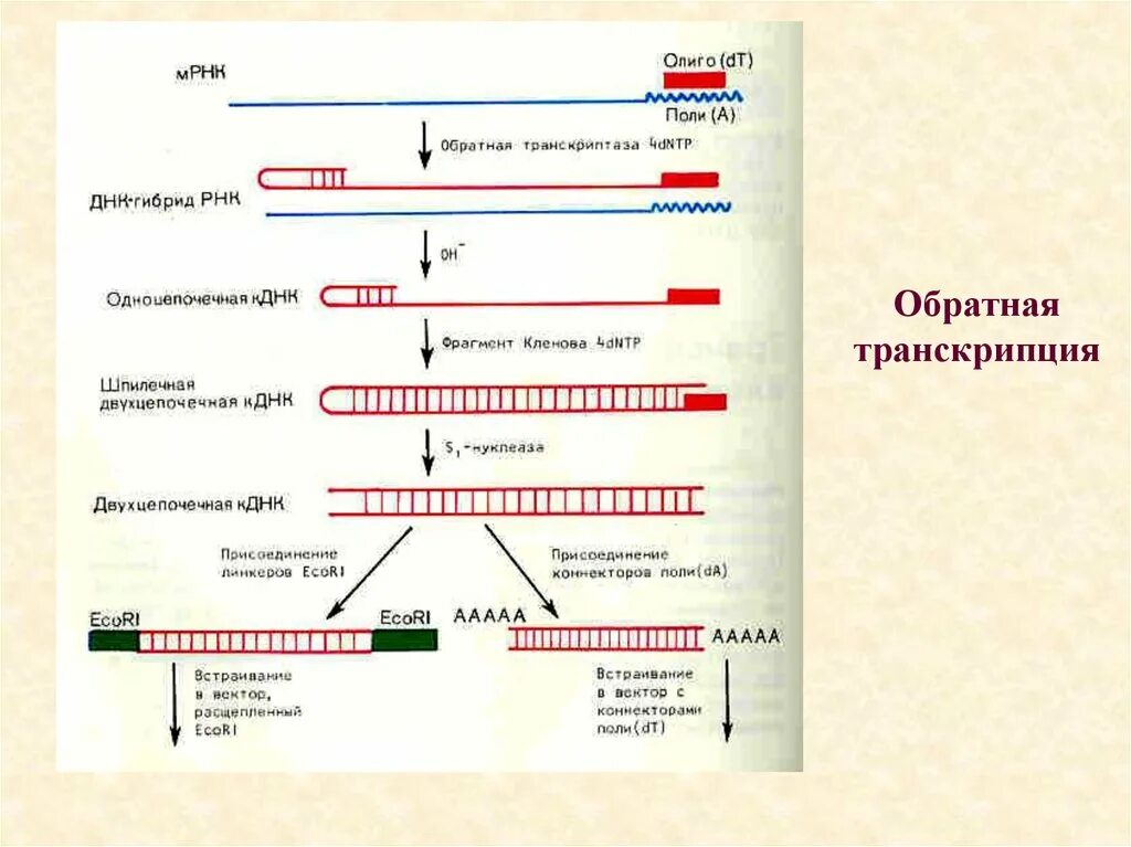 Обратная транскриптаза. ПЦР С обратной транскрипцией схема. ПЦР РНК схема. Ревертаза Обратная транскриптаза. Транскрипция ДНК вирусов механизм.