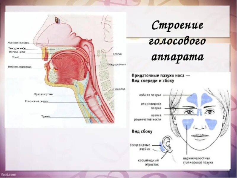 Гортань реферат. Строение голосового аппарата гортани. Строение и функции голосового отдела речевого аппарата. Строение голосового аппарата схема. Строение голосового аппарата связки.