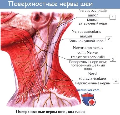 Сколько шейных нервов