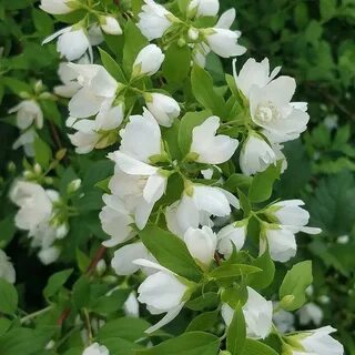 Декоративный кустарник чубушник