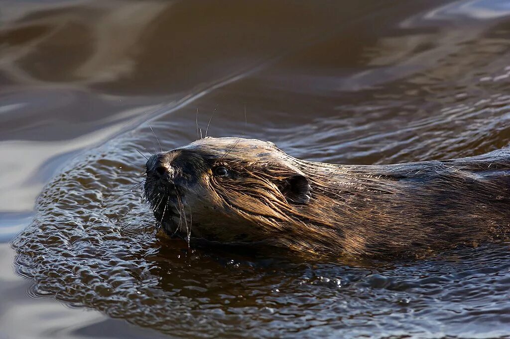 Бобер плывет. Бобр плывет. Бобер плывет. Бобер плавает. Речной бобр хвост.