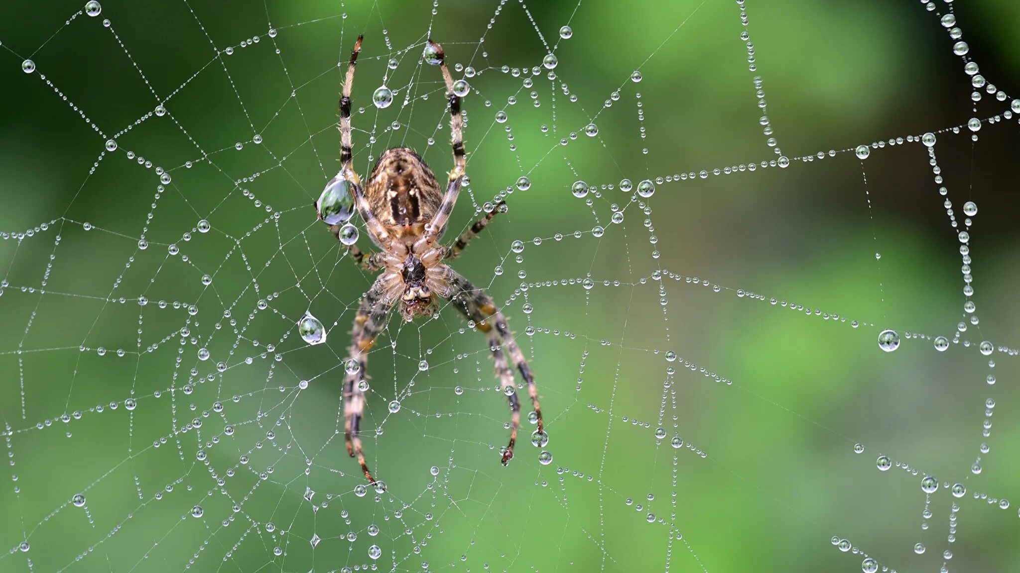 Паук ползет по стене. Паук ползет по паутине. Паук спускается на паутине. Паук ползет вверх по паутине. Паук ползет вверх примета.