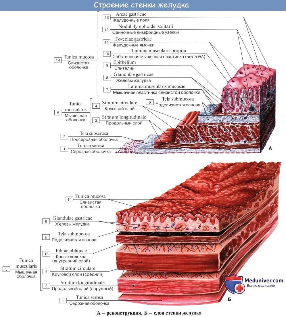 Стенка анатомия. Слои стенки желудка анатомия. Слизистая оболочка желудка строение. Строение слизистой оболочки желудка. Слои серозной оболочки желудка.