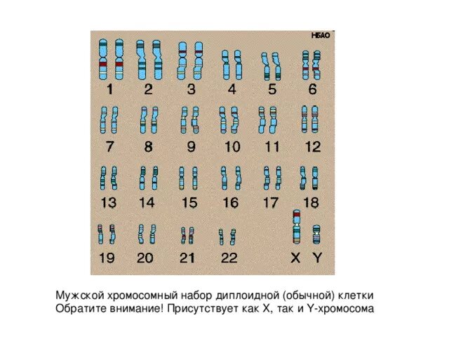 Диплоидный набор хромосом человека сколько. Диплоидный набор хромосом 1с. Диплоидный набор хромосом рисунок. Гаплоидный набор хромосом рисунок. Диплоидный набор хромосом картинка.