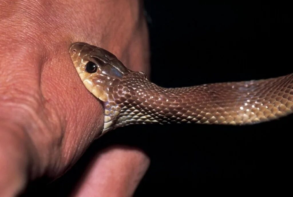 Гадюка 3 метра. После уж. После уж. Гадюка уж медянка. Укус змеи степная гадюка.