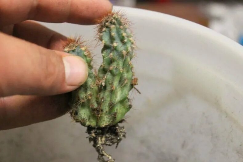 Как размножить кактус. Опунция бразилиенсис. Кактус опунция укоренение. Размножение кактусов. Кактус опунция размножение.