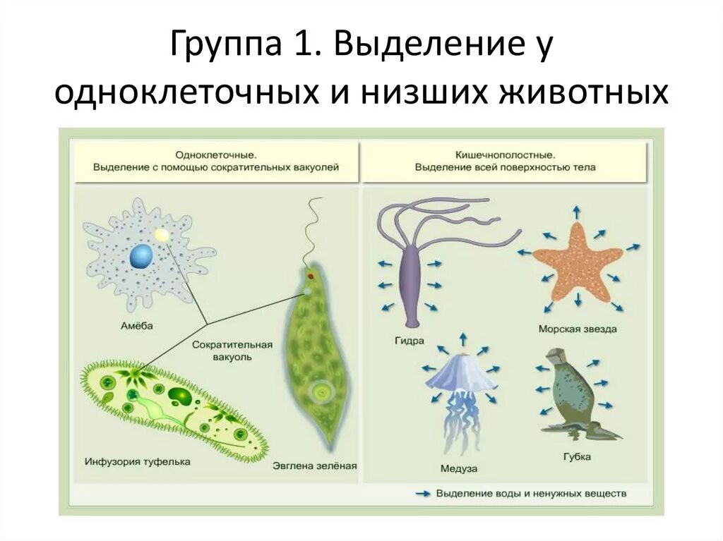 Временная форма существования бактерий и многих одноклеточных. Амеба инфузория туфелька эвглена зеленая. Выделение у одноклеточных животных. Выделение у одноклеточных. Представители одноклеточных животных.