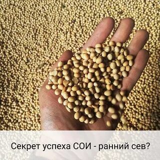 Сев сои
