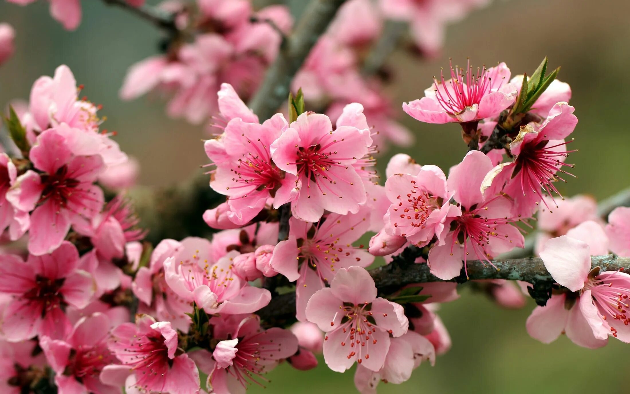 Big blossom. Черри блоссом цветок. Яблоня черри блоссом. Вишня черри блоссом. Сакура черри блоссом дерево.