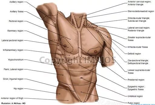 Части тела на груди. Части туловища анатомия. Название частей туловища. Название частей торса. Торс часть тела.