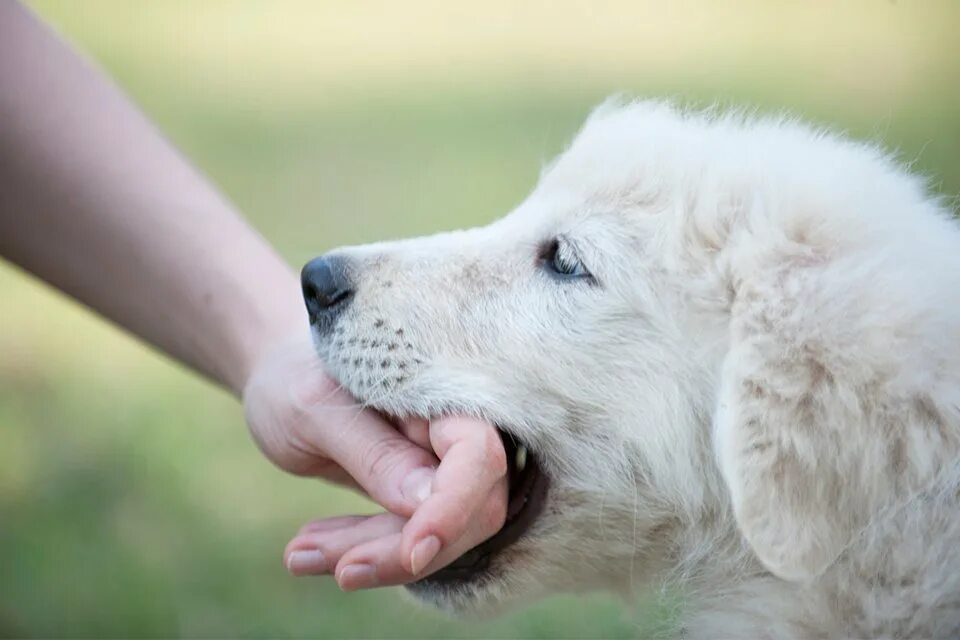 Девушка спит. Басенджи и джек рассел. Девушка в траве арт. Во сне укусила рыжая. Рассерженная собака.