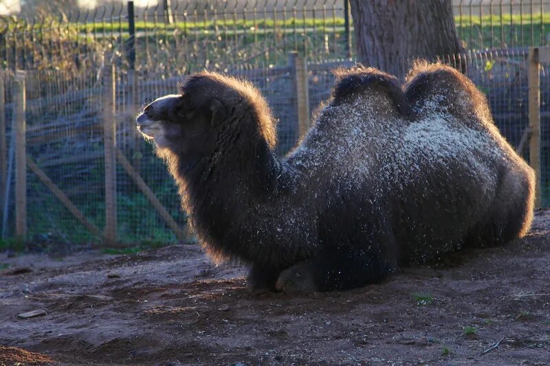 Знаменитый зоопарк. Знаменитый зоопарк