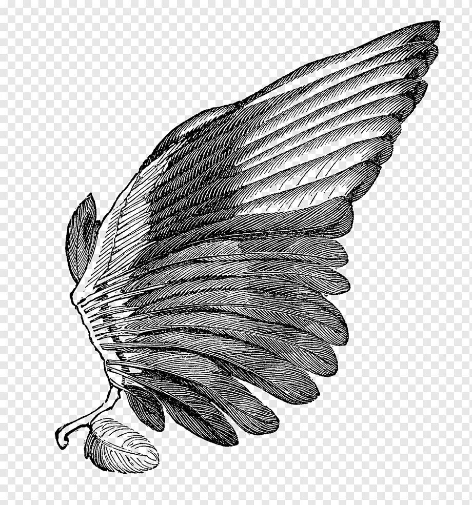 Крылатых голосов. Крыло птицы. Крылья гравюра. Крылья иллюстрация. Птичье крыло.