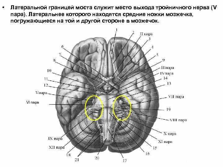 Как называются места выхода. Латеральная граница моста. Профиль латеральной организации мозга. Места выхода тройничного нерва. Тройнично лицевая линия анатомия.