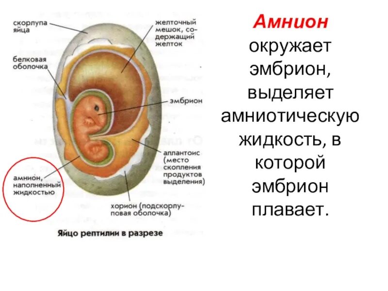 Амниотическое яйцо пресмыкающихся. Строение яйца хорион амнион. Строение яйца амниот хорион. Строение яйца птицы амнион. Хорион оболочка эмбриона.