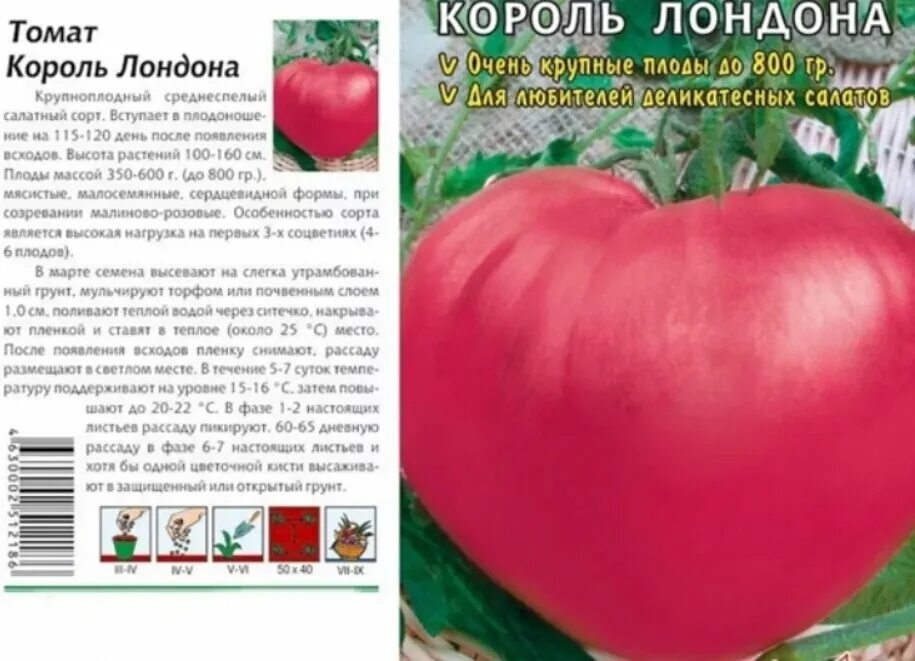 Характеристика и урожайность томата розовый гигант. Сорт помидор король лондона. семена томат король лондона. томат король лондона характеристика и описание. томат король королей сибирский сад.