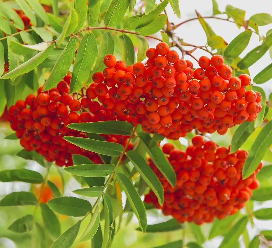 гроздья рябины предложение. гроздья рябины предложение. гроздья рябины предложение. красною кистью рябина. рябина повислая.