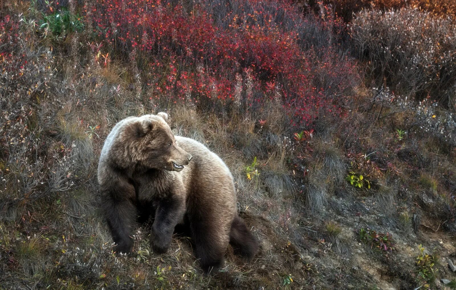 Охота на медведя на кольском полуострове. Бурый медведь в тайге. кольский полуостров медведи. бурый медведь в тундре. окрас бурого медведя.