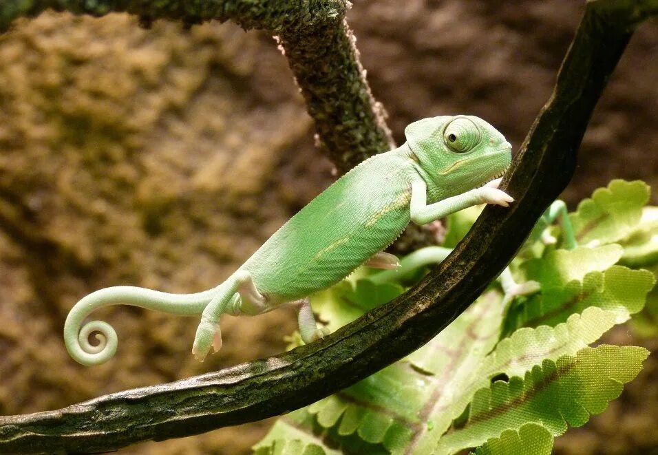 Хамелеон пороки. Йеменский хамелеон самка. Кипрский хамелеон. Хамелеон / Chameleon (2005). Хамелеон Медитерранео.