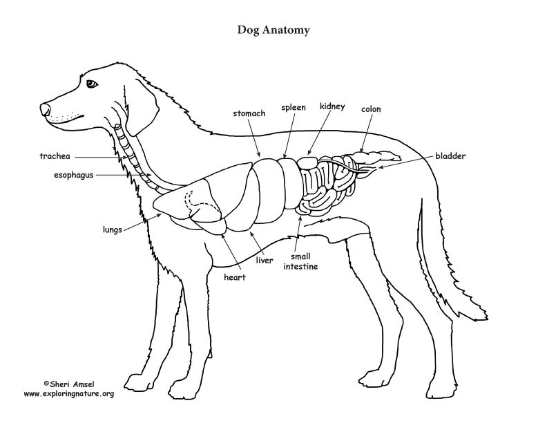 Строение внутренних органов собаки схема. Строение скелета и органов собаки. Расположение внутренних органов у собаки анатомия. Внутреннее строение собаки схема. Можно собакам селезенку