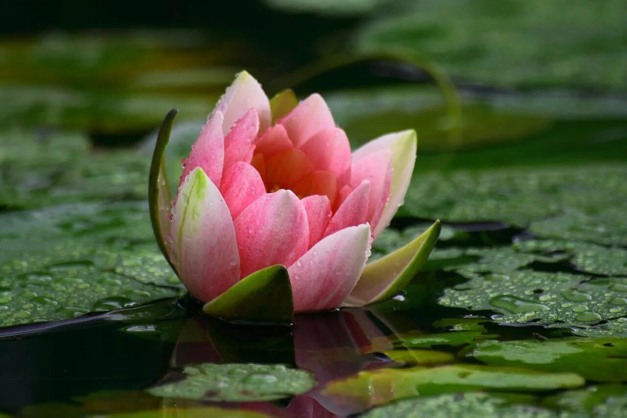 Нимфея тигровая. Лотос кувшинка водяная лилия. Белый лотос nymphaea lotus. Кувшинка на беларускай мове. Кувшинка на беларускай мове.