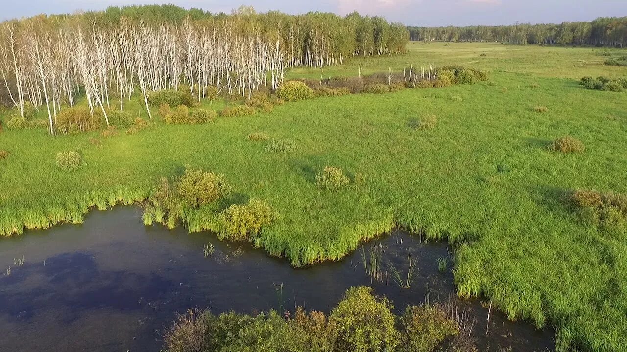 Тюменской болота. Болота Омск. Аллапы заказник Омская область. Болото Дерюжкино Воронежская область. Болото Омской области.