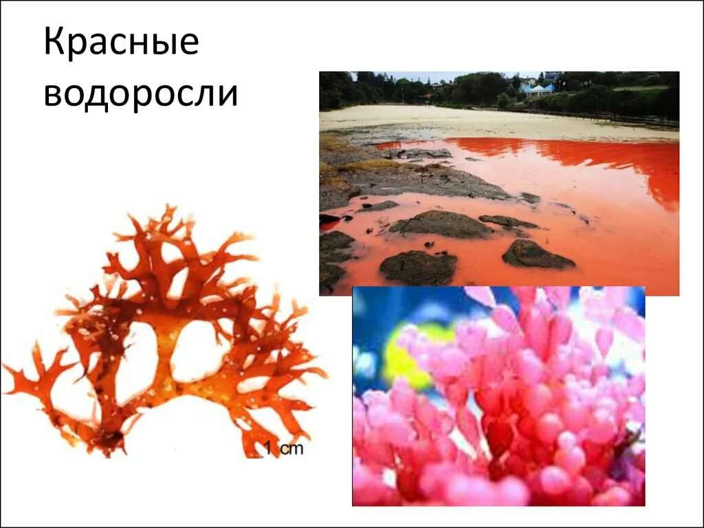 Основные представители красных водорослей. Порфира хондрус Филлофора. Красные водоросли протерозой.