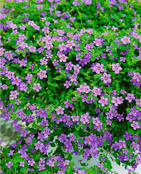 Бакопа bacopa gulliver dynamic white. Однолетник бакопа. Бакопа. Бакопа ампельная белая. Цветок бакопа ампельная.