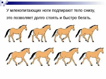 Сообщение на тему способы передвижения животных