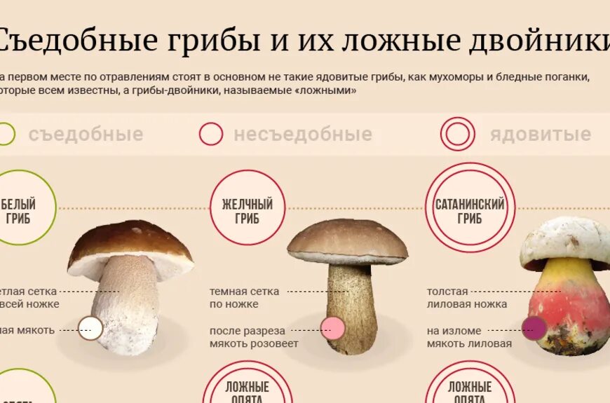 Как отличить ложный белый гриб от настоящего Фитостудия-63.ру