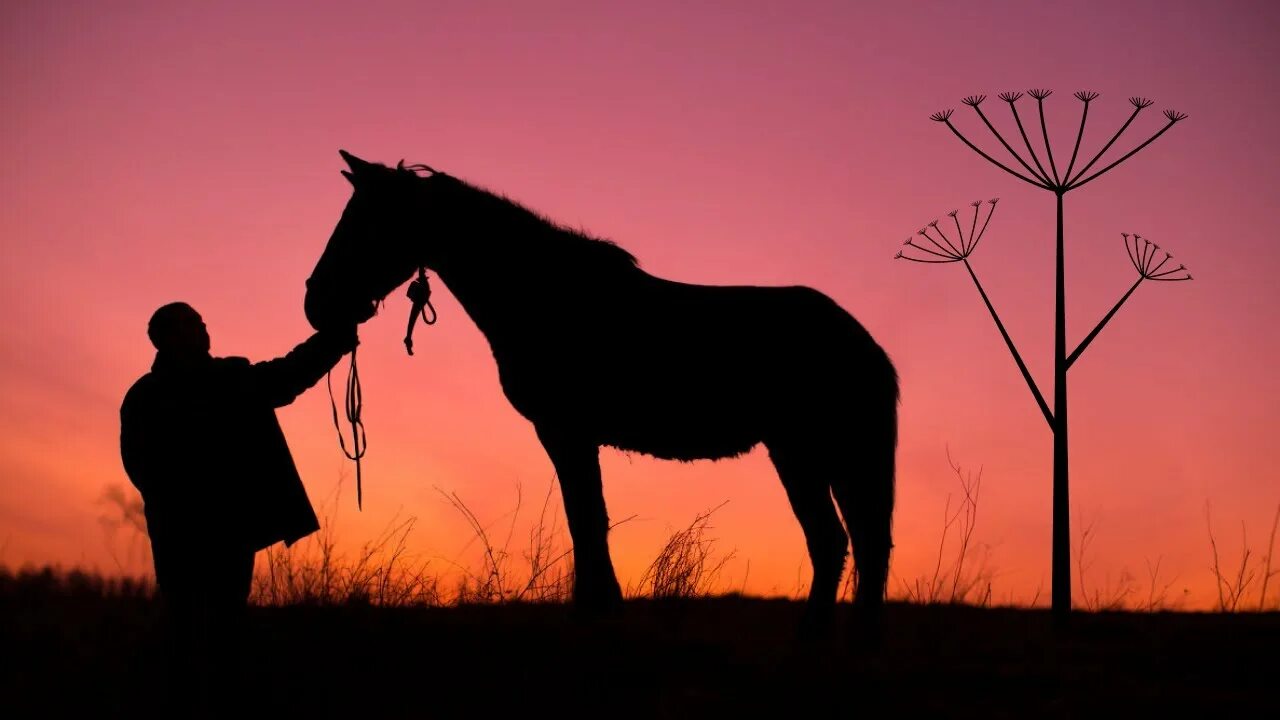 Про коня выйду ночью слушать. Лошадь в поле.