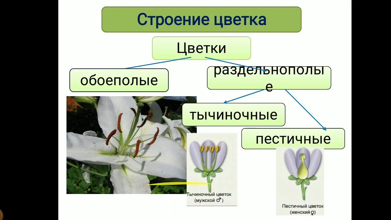 Генеративные органы растений. Генеративные органы растений цветок. Генеративные органы размножения. Генеративные органы цветка. Генеративное расширение