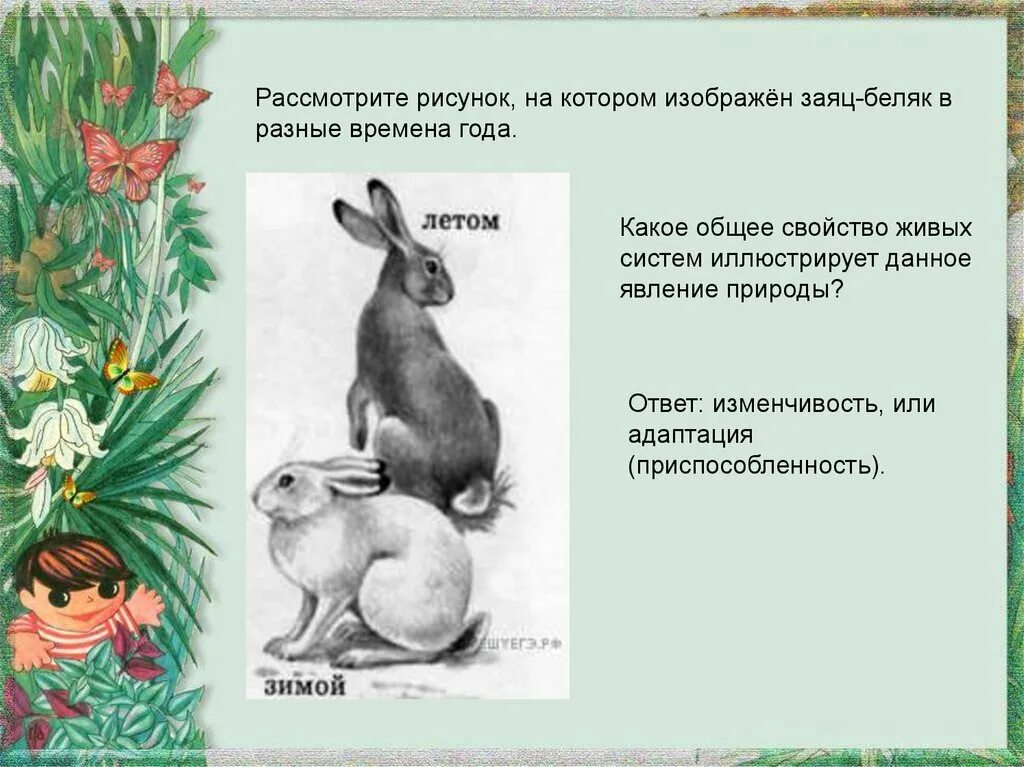 Заяц в разные времена года. Признаки живого зайца беляка. Заяц Беляк в Разное время года. Заяц свойство живых систем иллюстрирует.