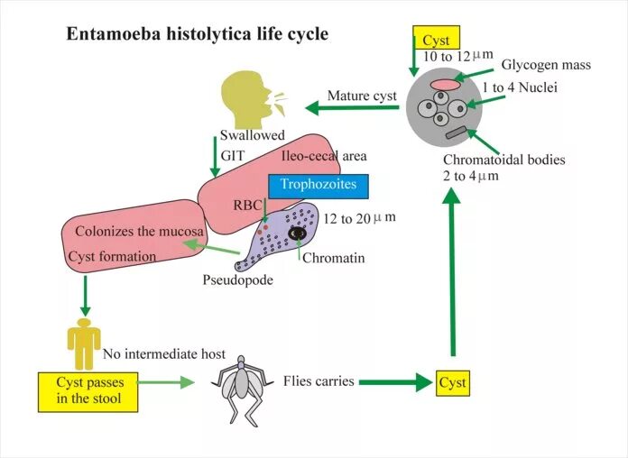 В каком организме происходит развитие дизентерийной амебы. Цикл развития дизентерийной амебы. Жизненный цикл дизентерийной амебы схема. Цикл развития Entamoeba histolytica схема. Entamoeba histolytica патогенез.