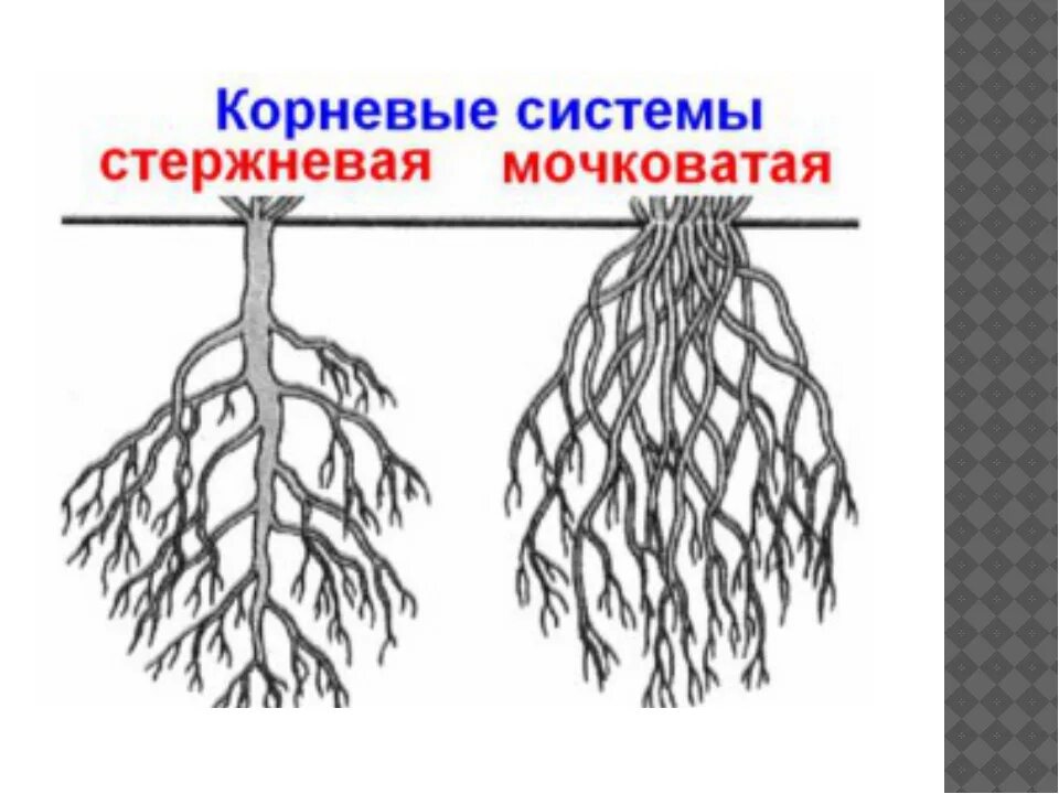 Небольшая корневая система. Стержневая и мочковатая корневая система. Строение стержневой и мочковатой корневых систем. Стержневая мочковая система корны.