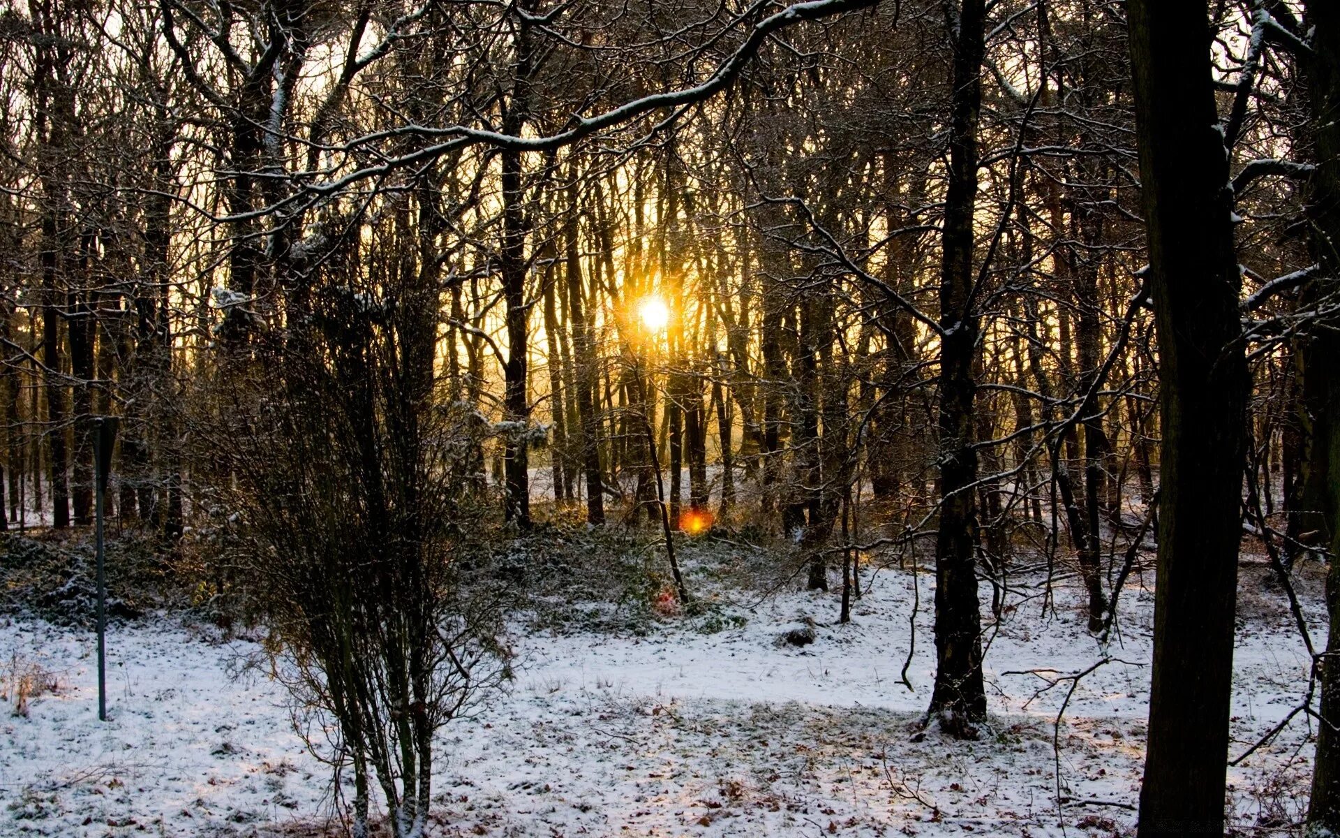 В лесу темнеет раньше. Ранняя зима в лесу. лес в ноябре.