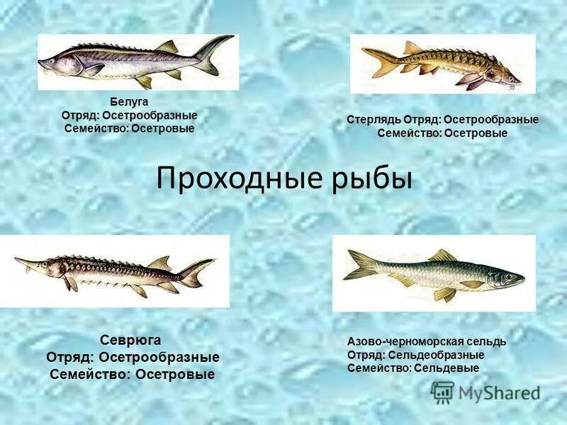 Примеры группы рыбы. Проходные рыбы. Проходные и полупроходные рыбы. К проходным рыбам относится. Проходные рыбы представители.